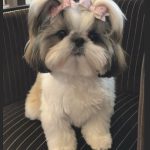 Shih Tzu Dog For Sale