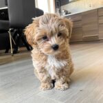 Maltipoo Puppy Adoption