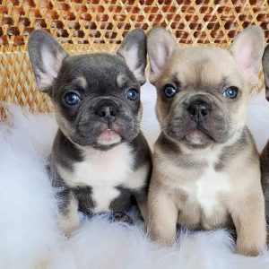 Mini Frenchie
