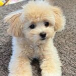 Maltese Puppy For Sale