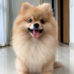 Pomeranian Puppies