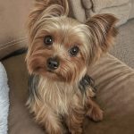Yorkie Dog For Sale