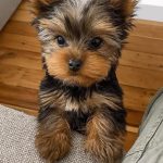 Yorkie Puppies For Adoption
