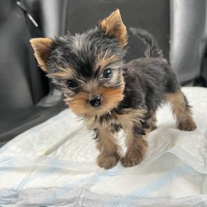 Yorkie
