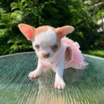 Apple Head Chihuahua For Sale