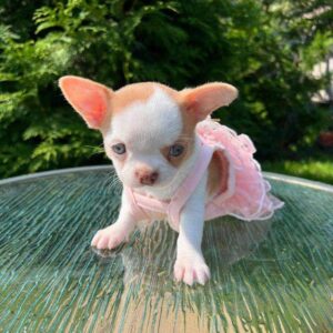Apple Head Chihuahua For Sale
