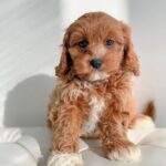 Apricot Cavapoo For Sale
