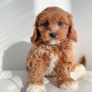 Apricot Cavapoo For Sale