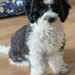 Bichon Frise Puppies For Sale