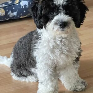 Bichon Frise Puppies For Sale at Mini Paw Club