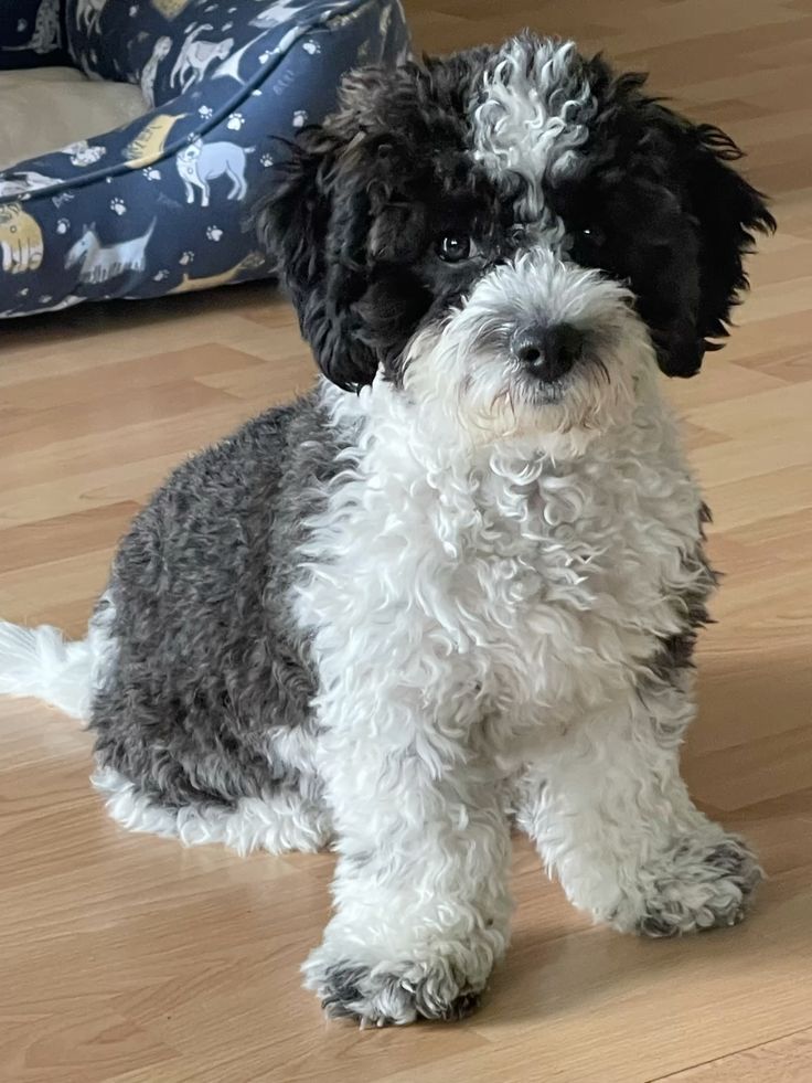Bichon Frise Puppies For Sale at Mini Paw Club