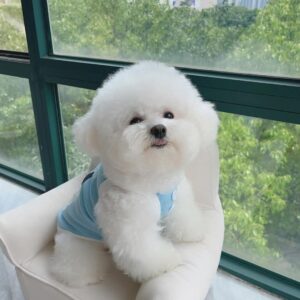 Teacup Bichon Frise For Sale at Mini Paw Club