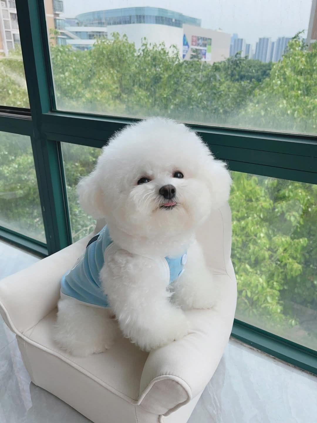 Teacup Bichon Frise For Sale at Mini Paw Club