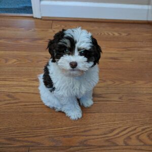 Bichon Frise Puppy For Sale at Mini Paw Club