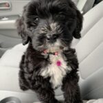 Bichon Frise Puppy Near Me