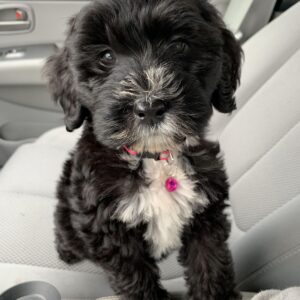 Bichon Frise Puppy Near Me at Mini Paw Club