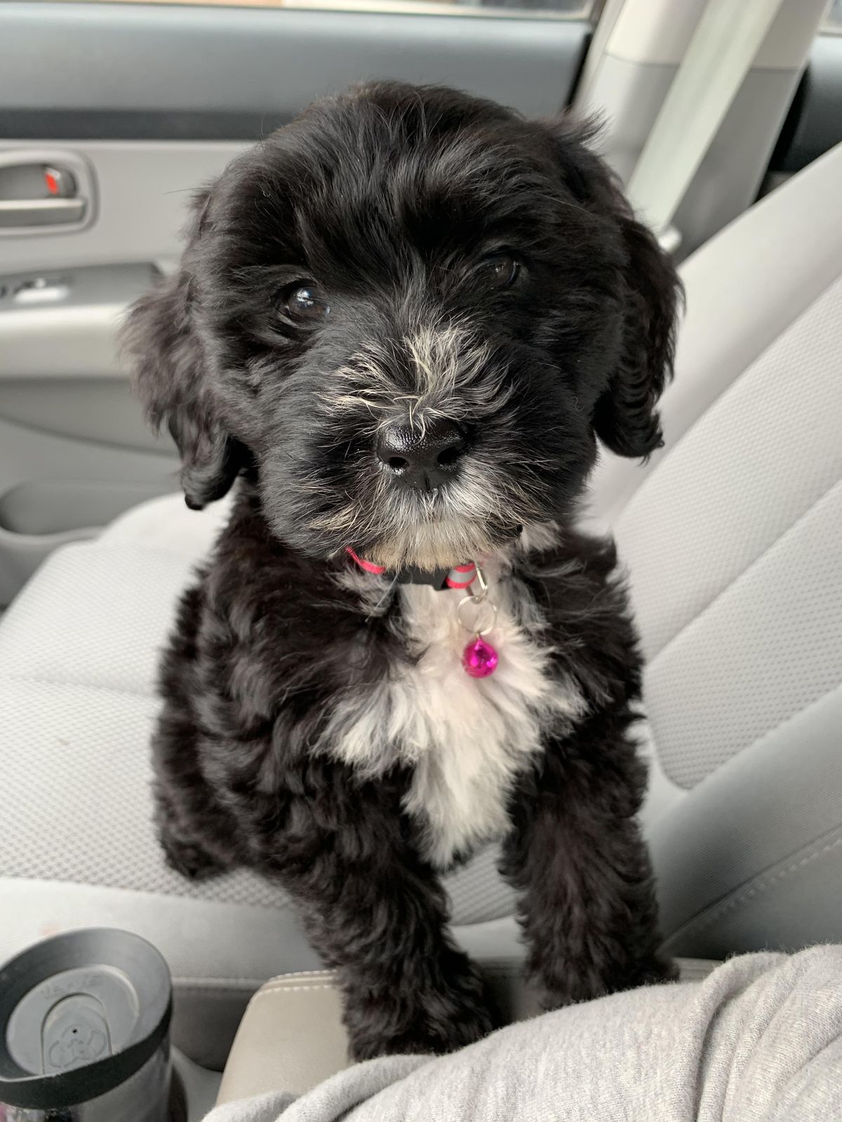Bichon Frise Puppy Near Me at Mini Paw Club