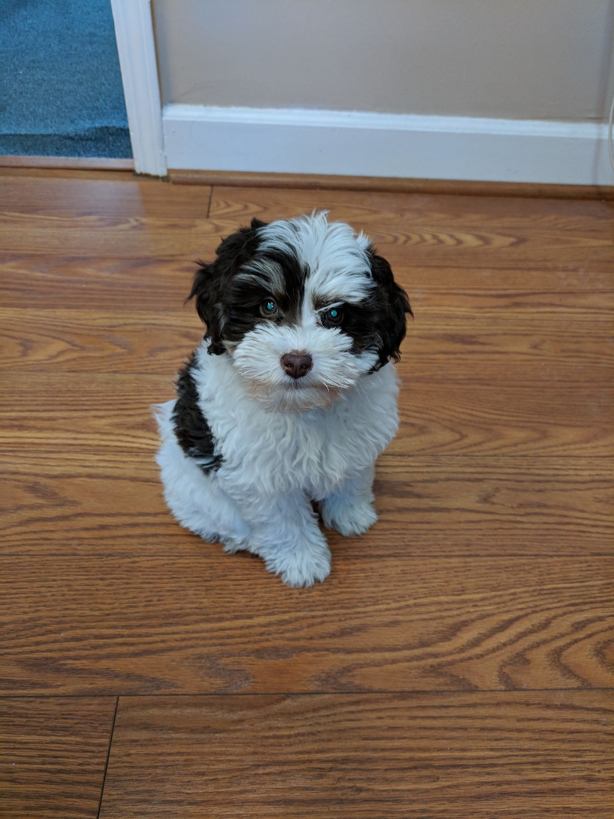 Bichon Frise Puppy For Sale at Mini Paw Club