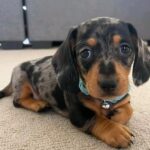 Black And Tan Dachshund For Sale