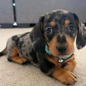 Black And Tan Dachshund For Sale at Mini Paw Club