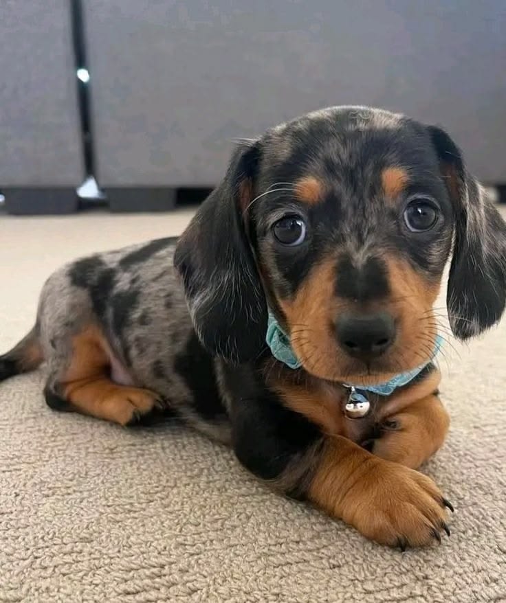 Black And Tan Dachshund For Sale at Mini Paw Club