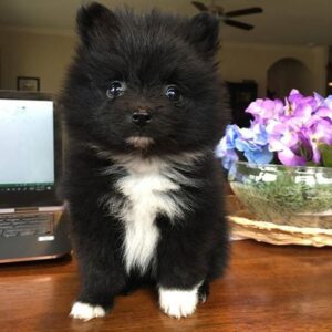 Black Pomeranian For Sale at Mini Paw Club