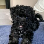 Black Poodle For Sale