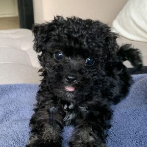 Black Poodle For Sale at Mini Paw Club