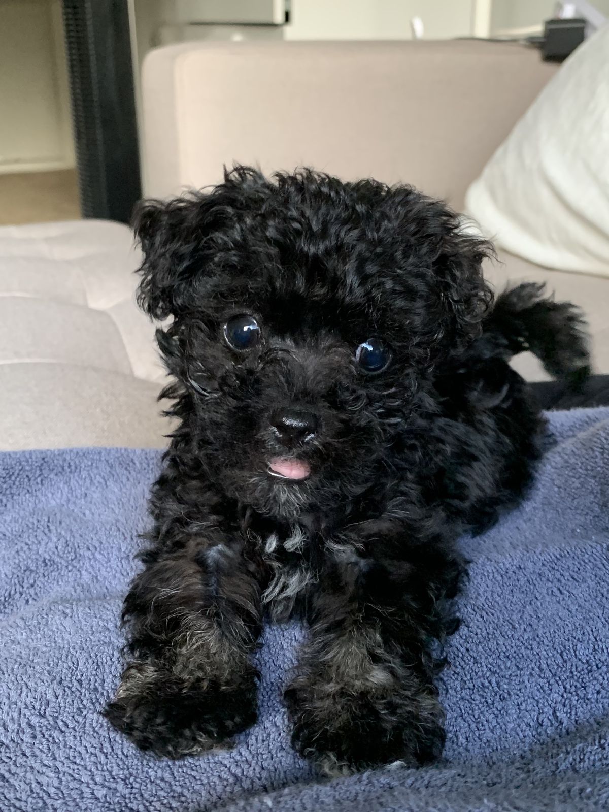 Black Poodle For Sale at Mini Paw Club
