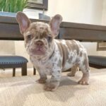 Brown French Bulldog For Sale