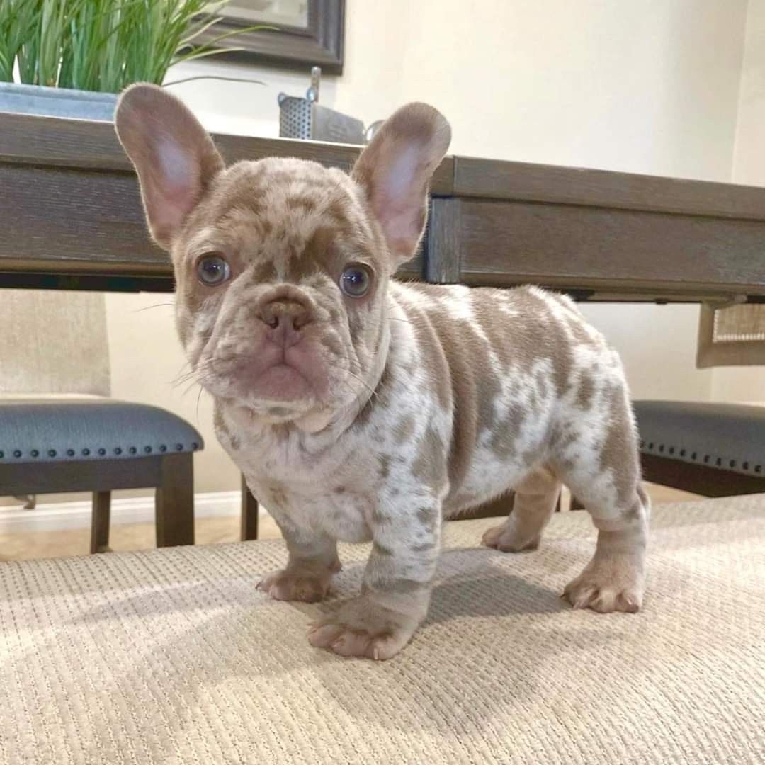 Brown French Bulldog For Sale at Mini Paw Club