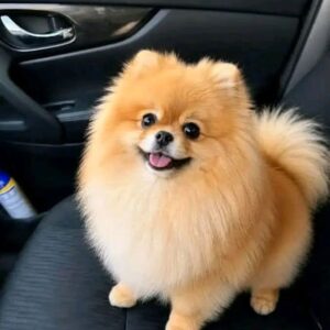 Brown Pomeranian For Sale at Mini Paw Club