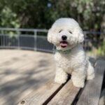 Buy Bichon Frise Puppy