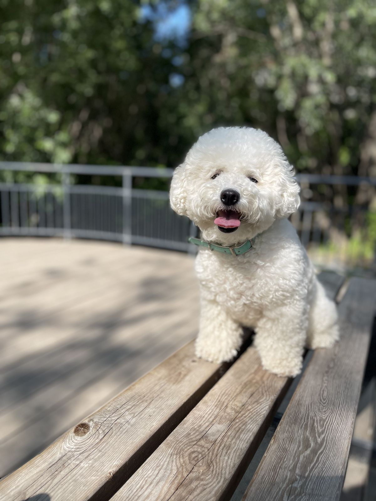 Buy Bichon Frise Puppy at Mini Paw Club