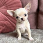 Buy Chihuahua Puppy