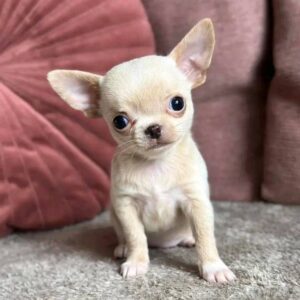 Buy Chihuahua Puppy at Mini Paw Club