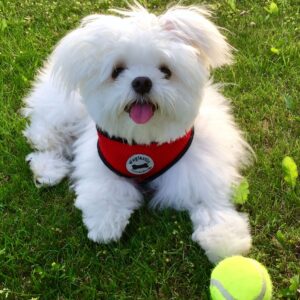 Buy Maltese Puppy at Mini Paw Club