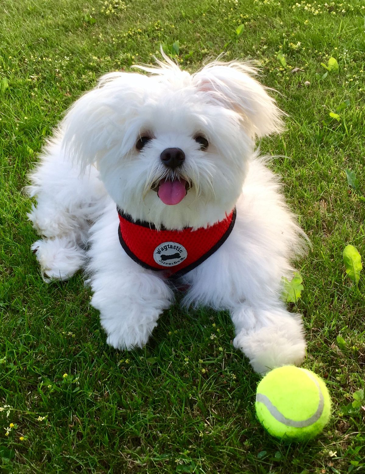 Buy Maltese Puppy at Mini Paw Club