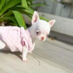 Chihuahua Puppy For Sale