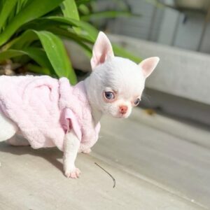 Chihuahua Puppy For Sale at Mini Paw Club