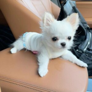 Chihuahua Puppy Near Me at Mini Paw Club