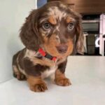 Dapple Dachshund For Sale