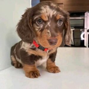Dapple Dachshund For Sale at Mini Paw Club