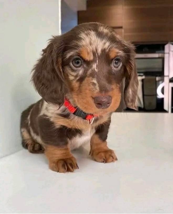 Dapple Dachshund For Sale at Mini Paw Club