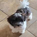 Fluffy Bichon Frise For Sale