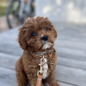 Fluffy Cavapoo For Sale at Mini Paw Club