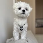 Fluffy Maltese For Sale