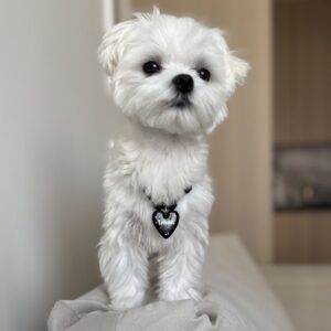 Fluffy Maltese For Sale at Mini Paw Club