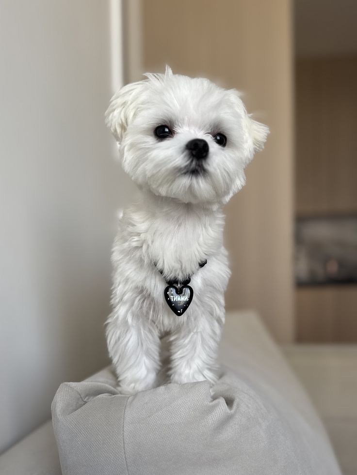 Fluffy Maltese For Sale at Mini Paw Club