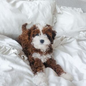 Fluffy Maltipoo For Sale at Mini Paw Club
